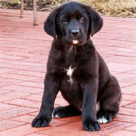 labernard|Labernard (Labrador & St. Bernard Mix): Info, Pictures, Facts